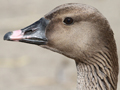 Pink-footed Goose x Tundra Bean Goose hybrid